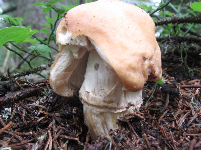 Bosco di abeti sulle Dolomiti, 1700 m